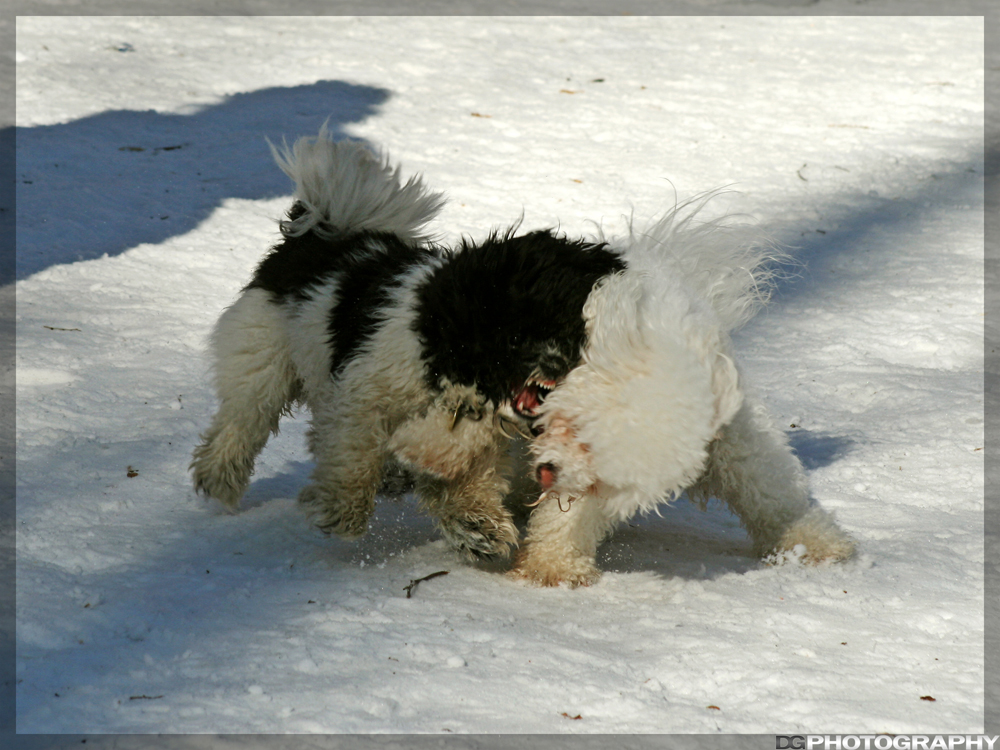 IMG_4075_resize